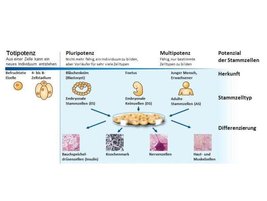 Schematische Darstellung der Isolation von Stammzellen Bild zeigt: Schematische Darstellung der Isolation von Stammzellen