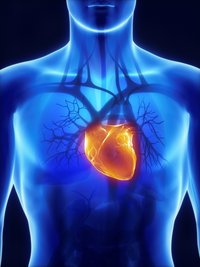 Erkrankungen des Herzens können zahlreiche Ursachen haben. Bild zeigt: Röntgenbild des Herz-Kreislauf-Systems